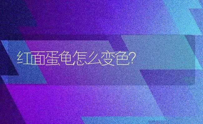 红面蛋龟怎么变色？ | 动物养殖问答