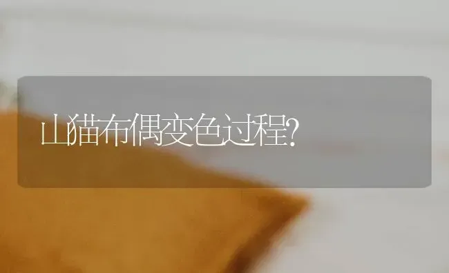 山猫布偶变色过程？ | 动物养殖问答