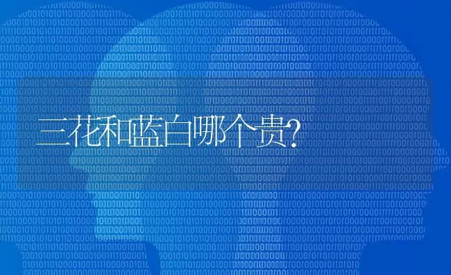 为什么我家的猫两只眼睛不一样呢？ | 动物养殖问答