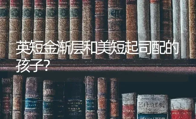 英短金渐层和美短起司配的孩子？ | 动物养殖问答