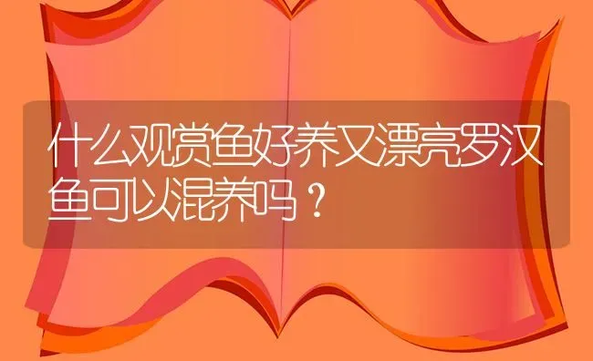 什么观赏鱼好养又漂亮罗汉鱼可以混养吗？ | 鱼类宠物饲养