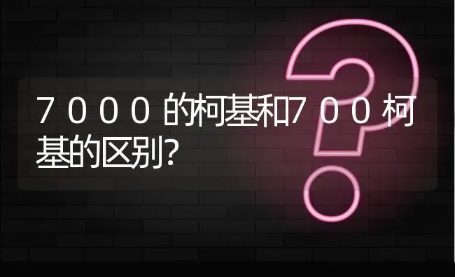 7000的柯基和700柯基的区别？ | 动物养殖问答