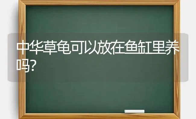 中华草龟可以放在鱼缸里养吗？ | 动物养殖问答