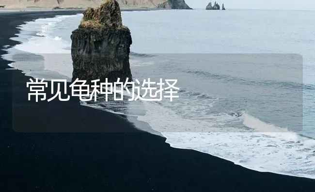 常见龟种的选择 | 海水养殖技术