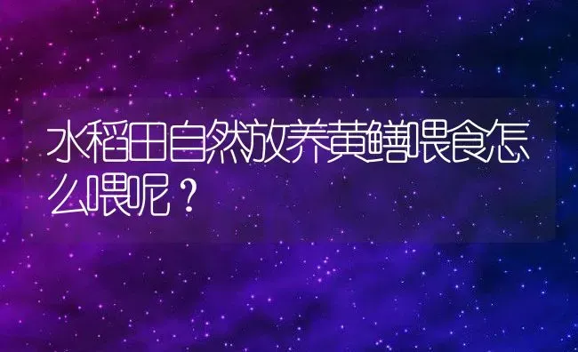 水稻田自然放养黄鳝喂食怎么喂呢？ | 动物养殖百科