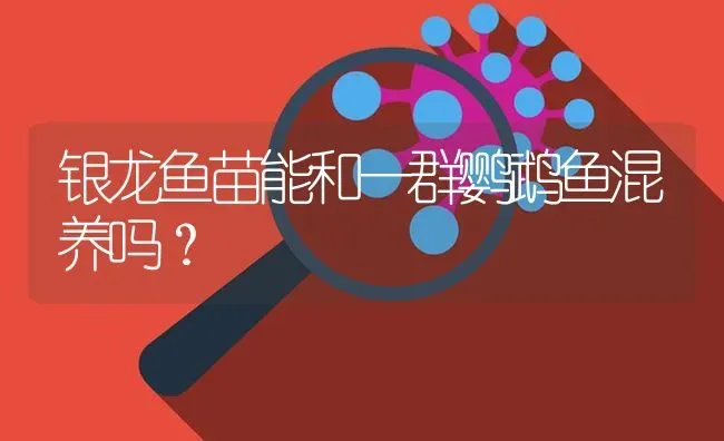 银龙鱼苗能和一群鹦鹉鱼混养吗？ | 鱼类宠物饲养