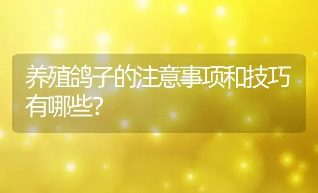 养殖鸽子的注意事项和技巧有哪些？ | 动物养殖百科