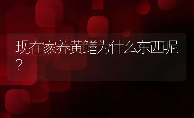 现在家养黄鳝为什么东西呢？ | 动物养殖百科