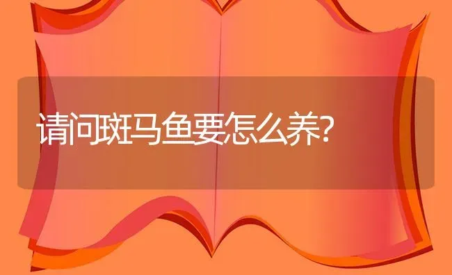 请问斑马鱼要怎么养？ | 鱼类宠物饲养