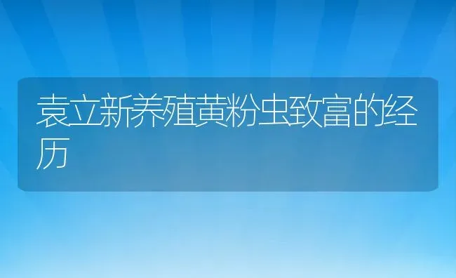 袁立新养殖黄粉虫致富的经历 | 动物养殖教程