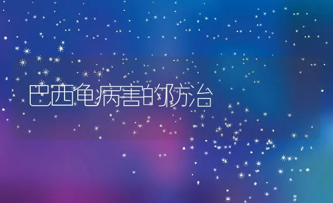 巴西龟病害的防治 | 水产养殖知识