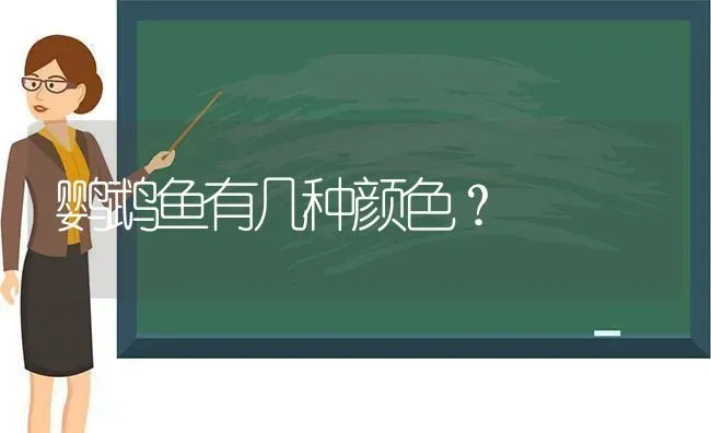 鹦鹉鱼有几种颜色？ | 动物养殖问答