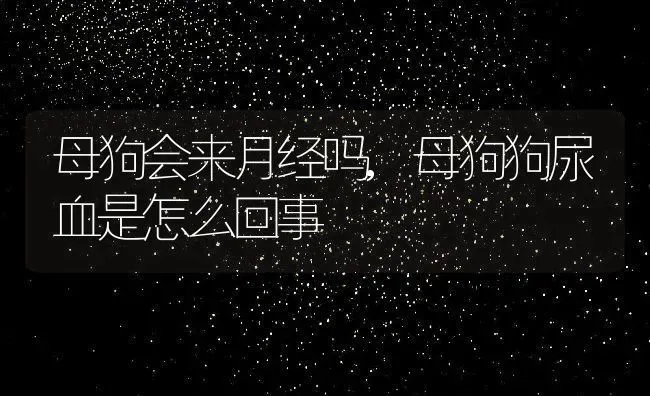 母狗会来月经吗,母狗狗尿血是怎么回事 | 宠物百科知识