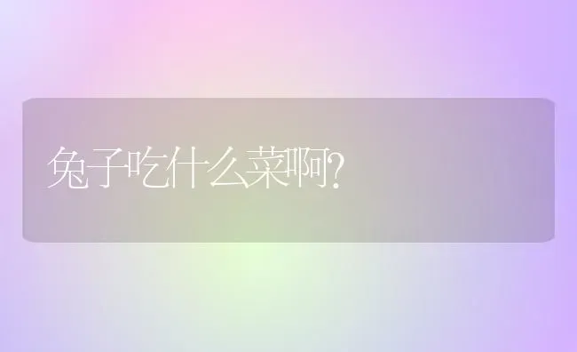 兔子吃什么菜啊？ | 动物养殖问答