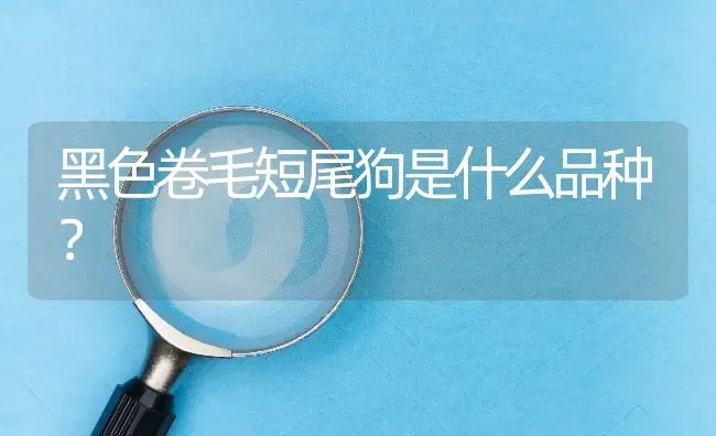 黑色卷毛短尾狗是什么品种？ | 动物养殖问答