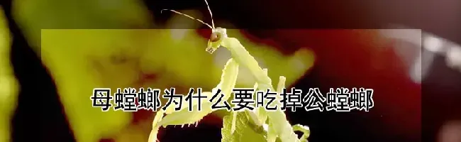 母螳螂为什么要吃掉公螳螂