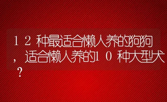 12种最适合懒人养的狗狗,适合懒人养的10种大型犬？ | 宠物百科知识