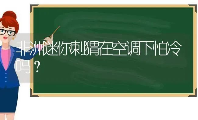 非洲迷你刺猬在空调下怕冷吗？ | 动物养殖问答