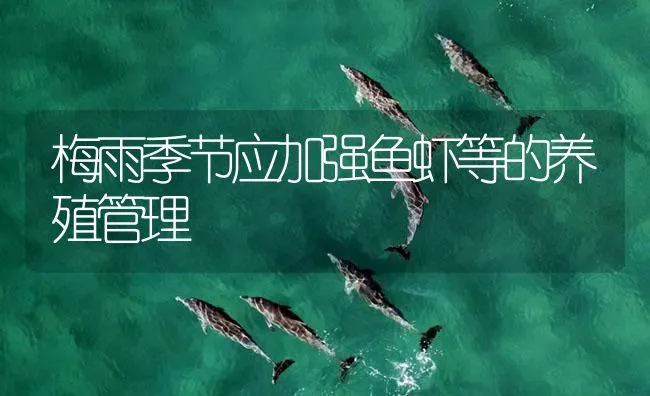 梅雨季节应加强鱼虾等的养殖管理 | 海水养殖技术