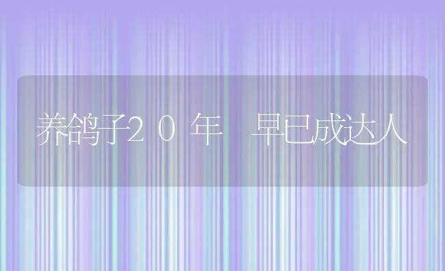 养鸽子20年 早已成达人 | 动物养殖教程