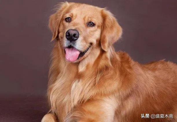 十大适合家养的狗,十大温顺犬排行榜，最受欢迎的家养宠物狗？