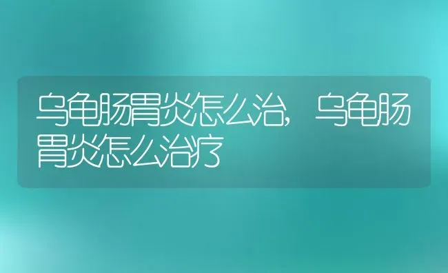 乌龟肠胃炎怎么治,乌龟肠胃炎怎么治疗 | 宠物百科知识