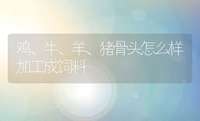 鸡、牛、羊、猪骨头怎么样加工成饲料 | 动物养殖饲料