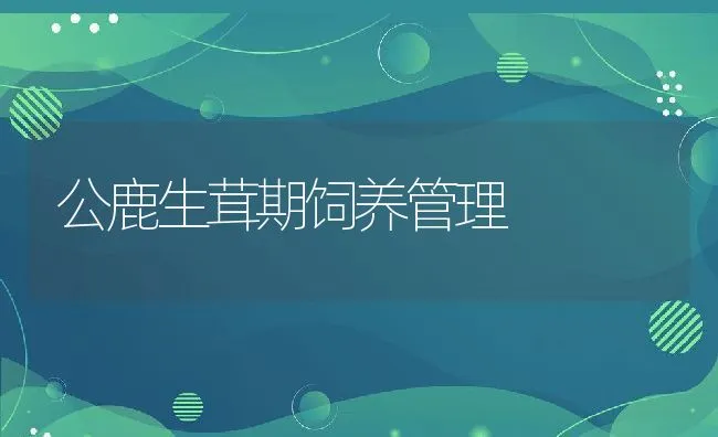 公鹿生茸期饲养管理 | 水产养殖知识