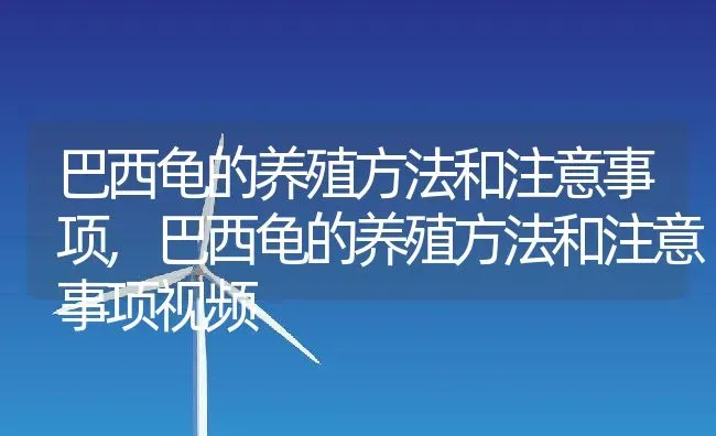 巴西龟的养殖方法和注意事项,巴西龟的养殖方法和注意事项视频 | 宠物百科知识