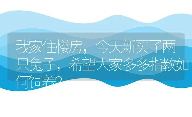 我家住楼房，今天新买了两只兔子，希望大家多多指教如何饲养？ | 动物养殖问答