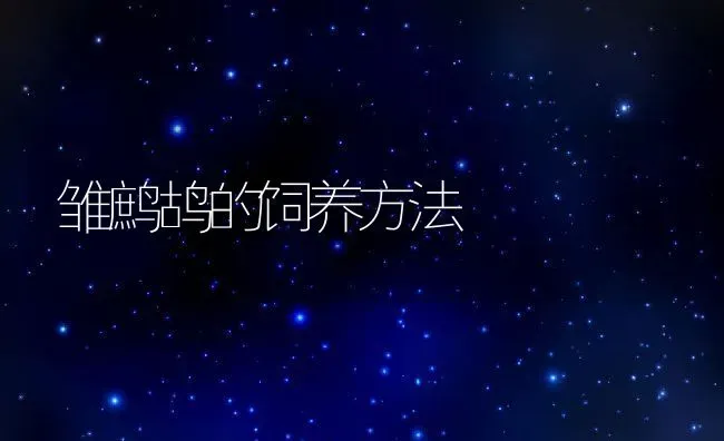 雏鹧鸪的饲养方法 | 动物养殖教程
