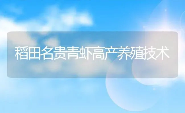 稻田名贵青虾高产养殖技术 | 淡水养殖技术