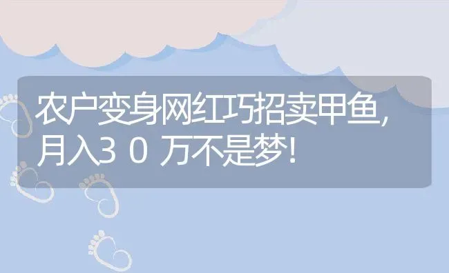 农户变身网红巧招卖甲鱼，月入30万不是梦！ | 动物养殖百科