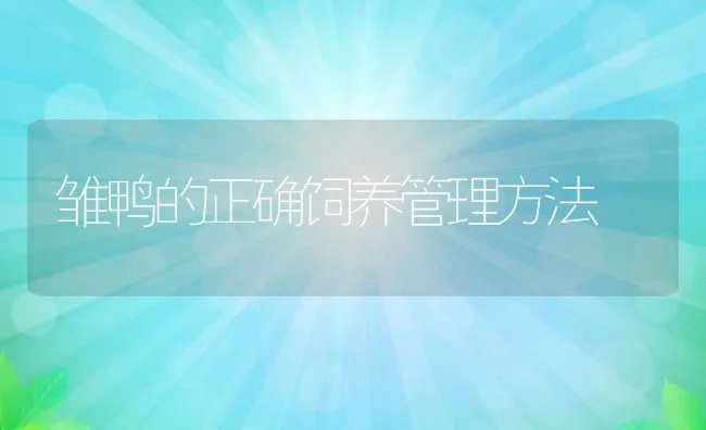 雏鸭的正确饲养管理方法 | 动物养殖学堂