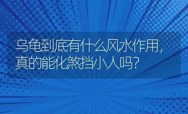 乌龟到底有什么风水作用，真的能化煞挡小人吗？ | 动物养殖百科