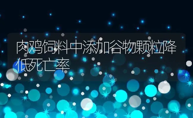 肉鸡饲料中添加谷物颗粒降低死亡率 | 动物养殖饲料