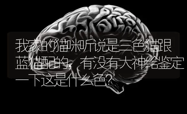 我家的猫咪听说是三色猫跟蓝猫配的，有没有大神给鉴定一下这是什么色？ | 动物养殖问答