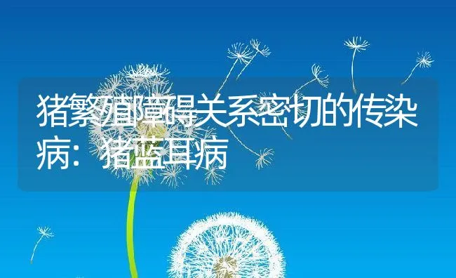 粗养型罗非鱼也易患绝症 | 海水养殖技术