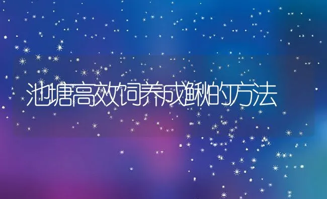 池塘高效饲养成鳅的方法 | 水产养殖知识