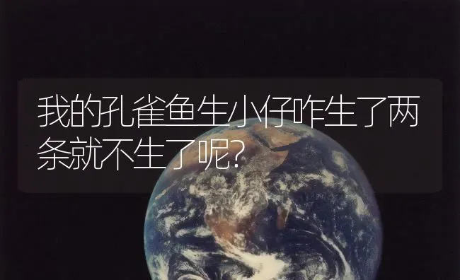 我的孔雀鱼生小仔咋生了两条就不生了呢？ | 鱼类宠物饲养