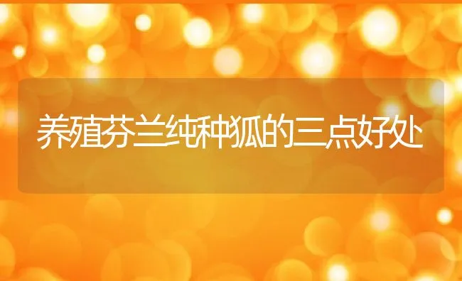 养殖芬兰纯种狐的三点好处 | 水产养殖知识