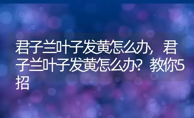 君子兰叶子发黄怎么办,君子兰叶子发黄怎么办?教你5招 | 宠物百科知识