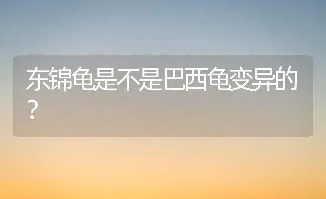 几月给博美穿衣服比较好？ | 动物养殖问答