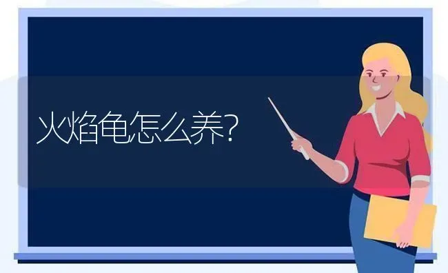 火焰龟怎么养？ | 动物养殖问答