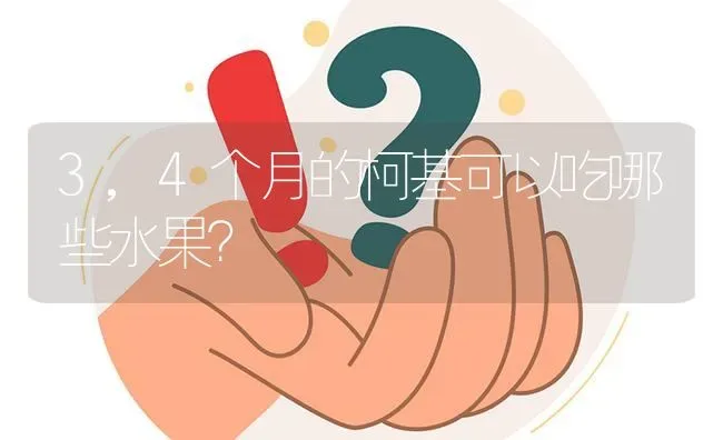 3,4个月的柯基可以吃哪些水果？ | 动物养殖问答