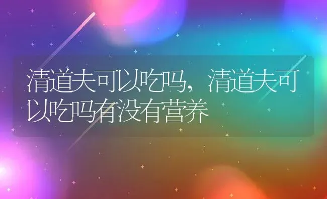 清道夫可以吃吗,清道夫可以吃吗有没有营养 | 宠物百科知识