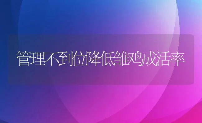 管理不到位降低雏鸡成活率 | 动物养殖学堂