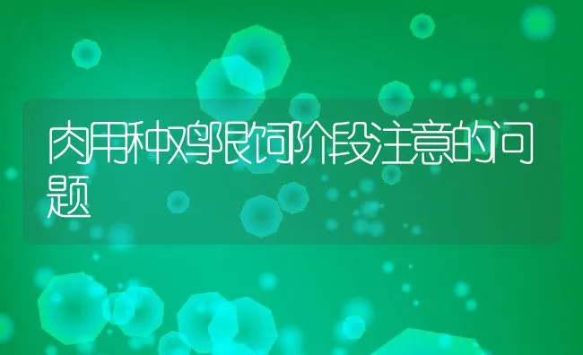 肉用种鸡限饲阶段注意的问题 | 动物养殖饲料