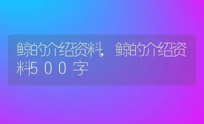 鲸的介绍资料,鲸的介绍资料500字 | 宠物百科知识