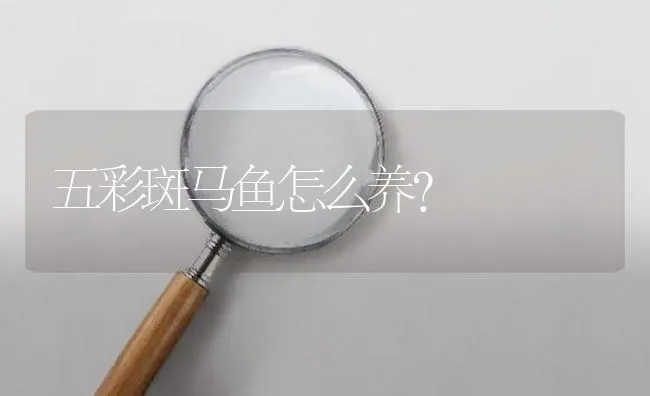 五彩斑马鱼怎么养？ | 鱼类宠物饲养